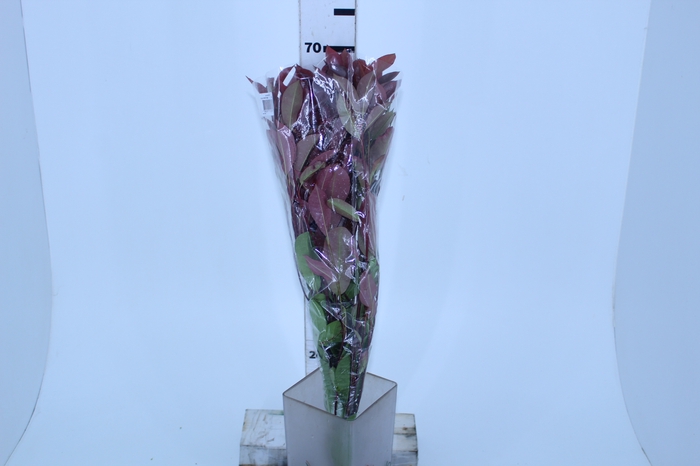 FOLHAGEM PHOTINIA VERMELHO 070 CM