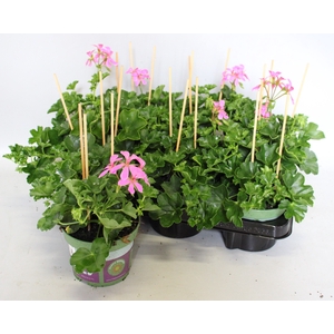 Pelargonium peltatum Balcon Lila