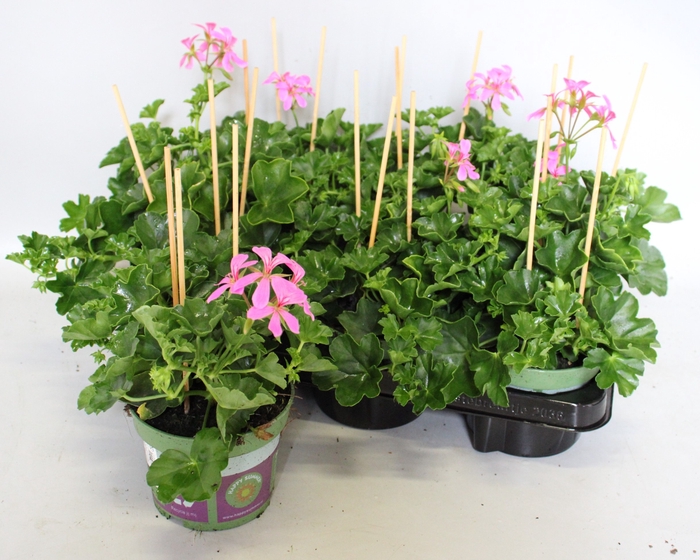 <h4>Pelargonium peltatum Balcon Lila</h4>