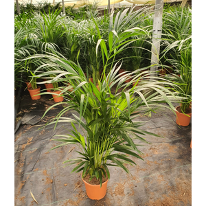 Areca catechu