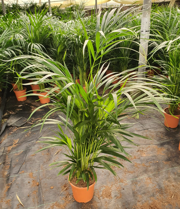 <h4>Areca catechu</h4>