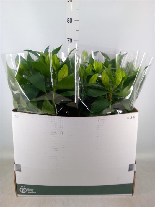 <h4>Lilium ori.  'Sunny Robyn'</h4>