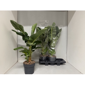 MUSA DWARF CAVENDISH