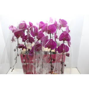 PHALAENOPSIS CASCATA ESPECIAL P15 PINK MIN 11 FLS
