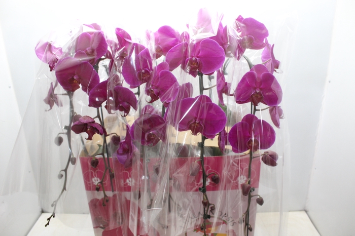 <h4>PHALAENOPSIS CASCATA ESPECIAL P15 PINK MIN 11 FLS</h4>