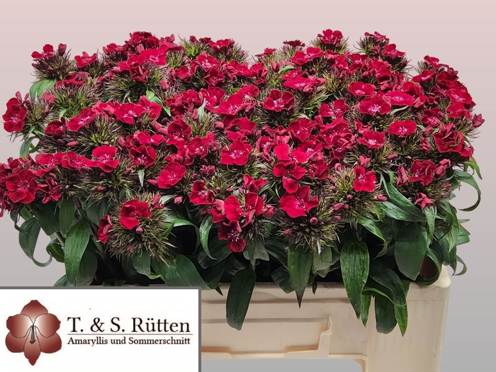 <h4>DI BARB B DIEP ROOD</h4>