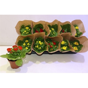 arr8 Calc X Herbeohybrida