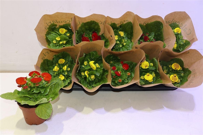 <h4>arr8 Calc X Herbeohybrida</h4>