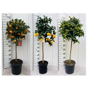 Citrus Mixed 3+ Var. on stem