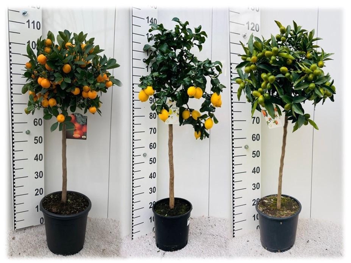 <h4>Citrus Mixed 3+ Var. on stem</h4>