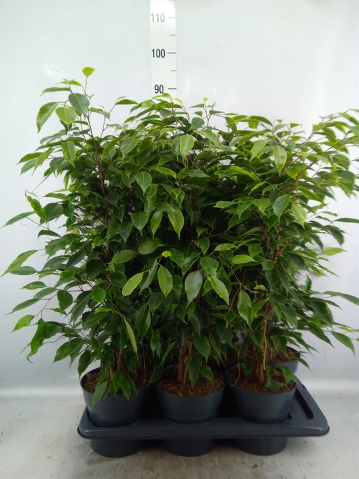 <h4>Ficus benja. 'Anastasia'</h4>