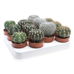 Cactus Overig gemengd P6,5 kogelmix, CA6006
