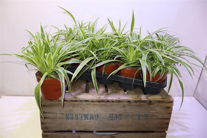 <h4>arr8 Chlor Comosum</h4>