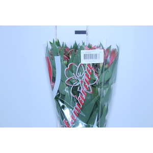 ALSTROEMERIA MILOS 080 CM