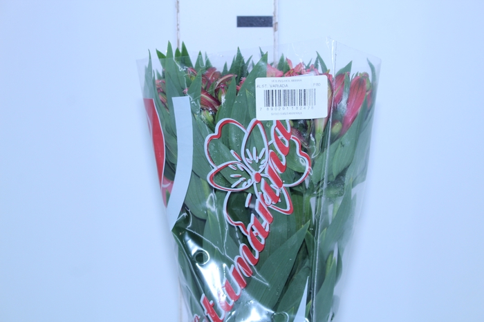 ALSTROEMERIA MILOS 080 CM