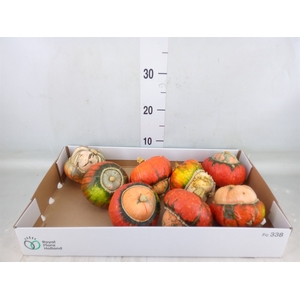 Cucurbita max. 'Turks Turban' mix