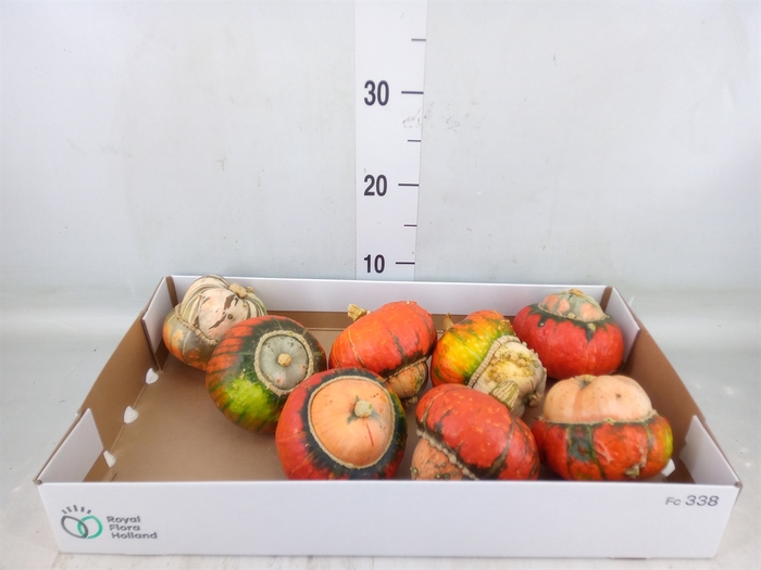 <h4>Cucurbita max. 'Turks Turban' mix</h4>