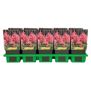 Astilbe
