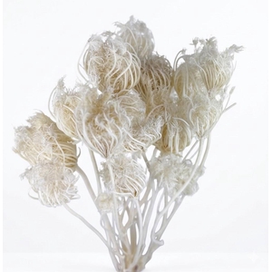 Dried Ammi Bleached