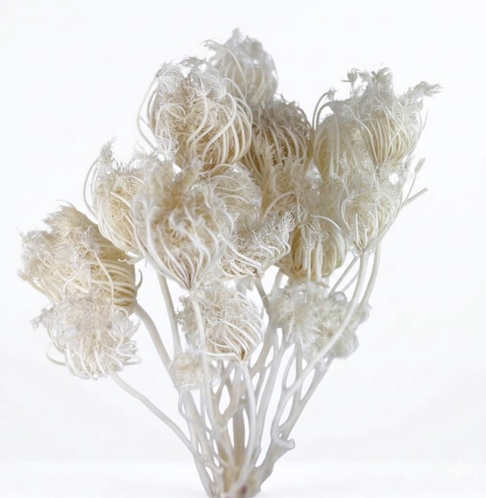 <h4>Dried Bleached Ammi Majus</h4>