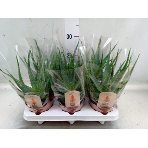 Aloe arborescens