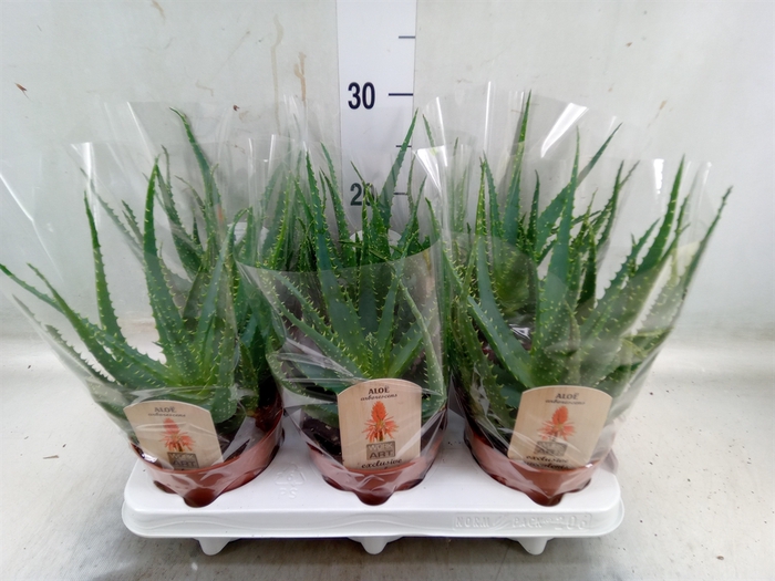 <h4>Aloe arborescens</h4>