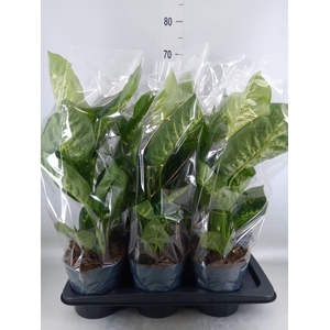 Dieffenbachia seg. 'Reeva'