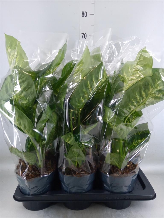 <h4>Dieffenbachia seg. 'Reeva'</h4>
