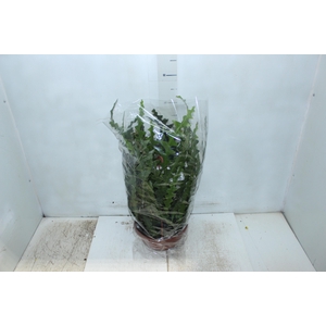 CACTUS SIANINHA C21