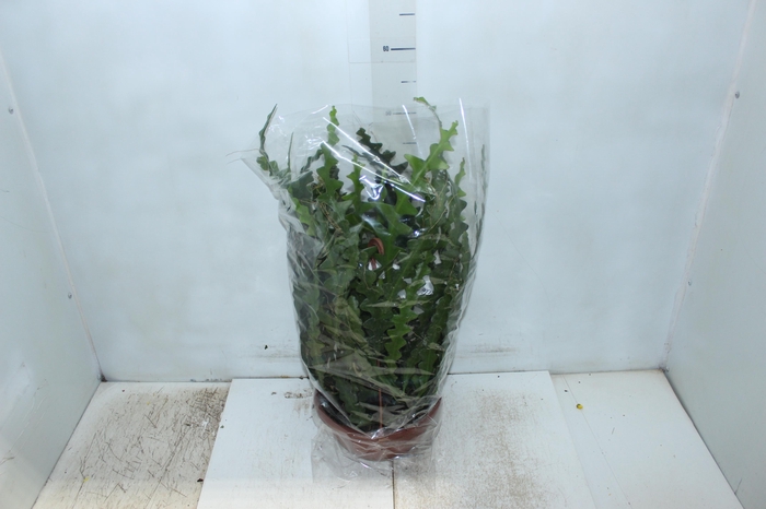<h4>CACTUS SIANINHA C21</h4>