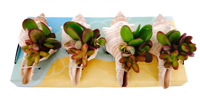 <h4>Planten  ..in schelp L%</h4>