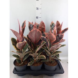 Ficus elastica 'Belize'