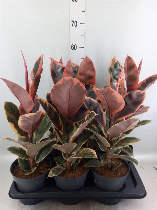 <h4>Ficus elastica 'Belize'</h4>