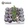 Sierra's® - Barcelona Succulent Mix (Collection)