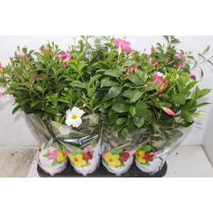 DIPLADENIA P15