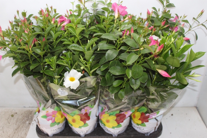 <h4>DIPLADENIA P15</h4>