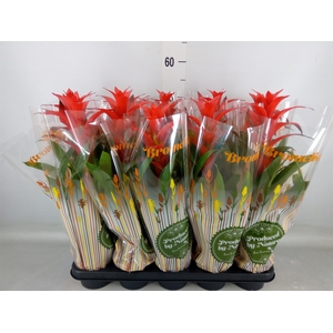 Guzmania  'Allura'