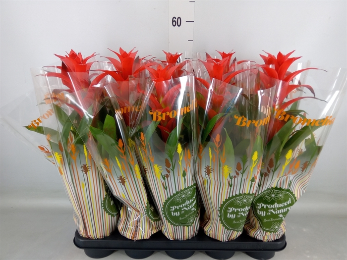 <h4>Guzmania  'Allura'</h4>