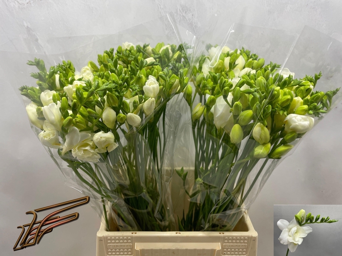 <h4>FR DU VOLANTE</h4>