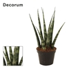 Sansevieria Fernwood 6 cm (Decorum)