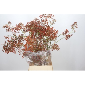 Rozenbottel Rosefruits Tops