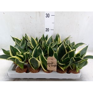 Sansevieria trifa. 'Hahnii'