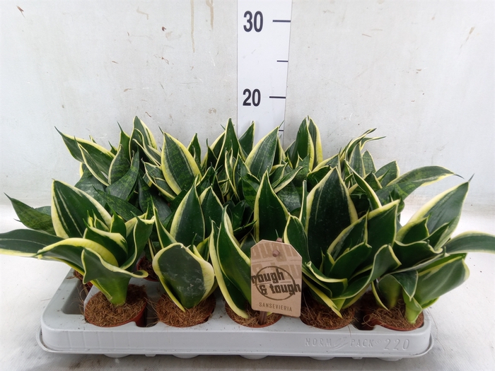 <h4>Sansevieria trifa. 'Hahnii'</h4>