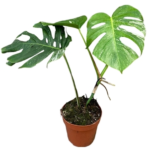 Monstera Variegata