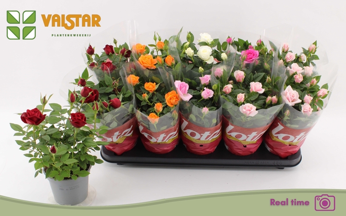 <h4>RO LOTZ OF GEM 6 KL</h4>