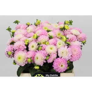 Dahlia Wizard of Oz