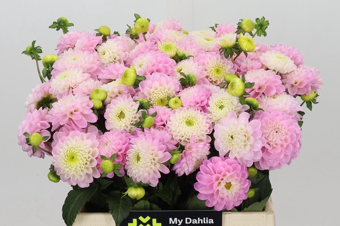 <h4>Dahlia Wizard of Oz</h4>