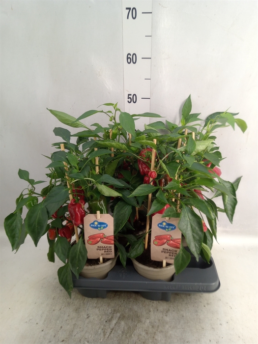 Capsicum annuum   ...paprika