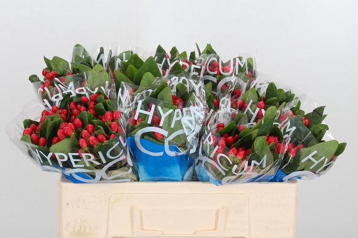 <h4>Hyp Coco Diablo</h4>