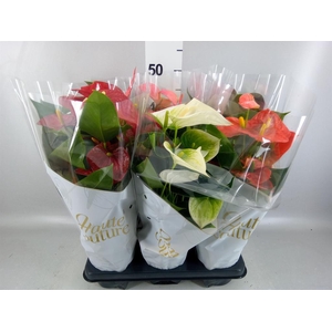 Anthurium   ...mix 4